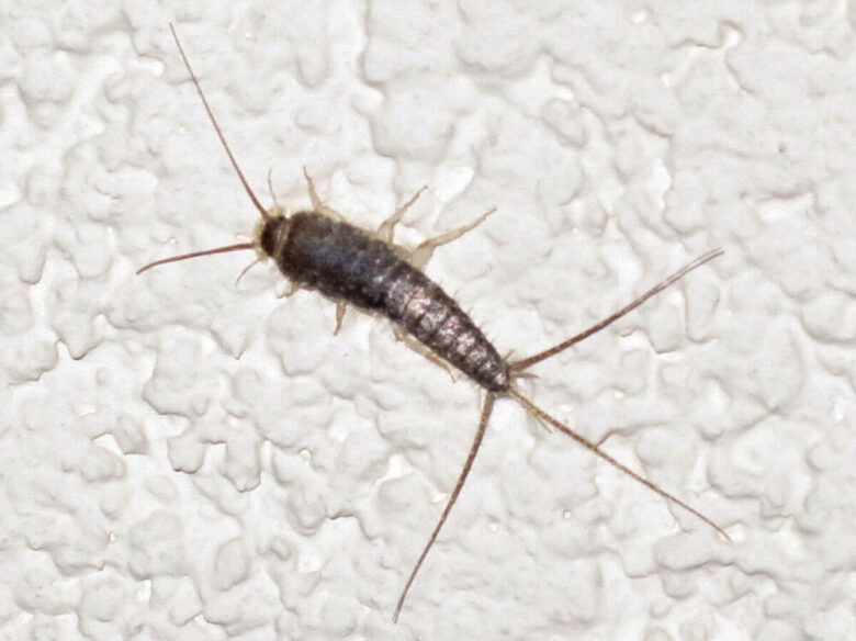 silverfish-picture