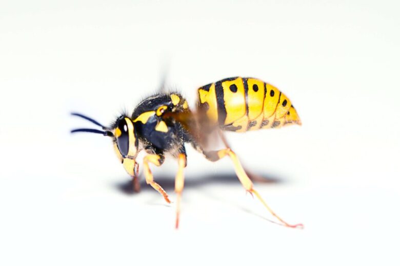 wasp-picture